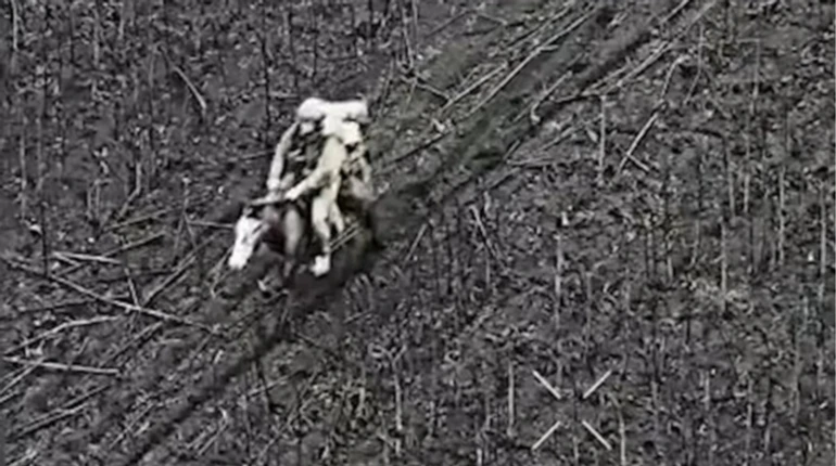 Сили оборони знищили російського штурмовика на коні