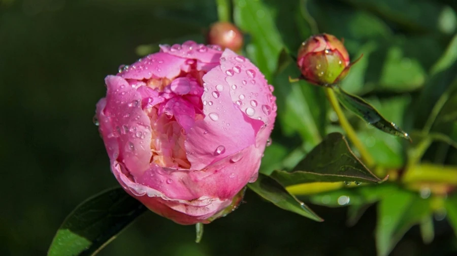 В Україні потеплішає, але подекуди пройдуть дощі