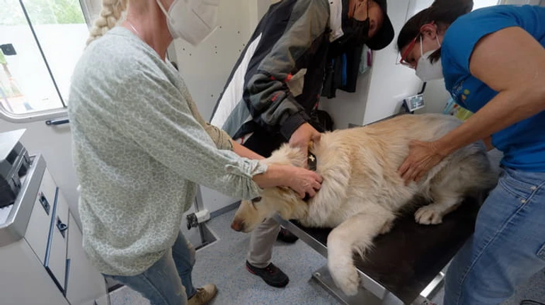 Право на жизнь: может ли в Европе ветеринар отказать в лечении животных