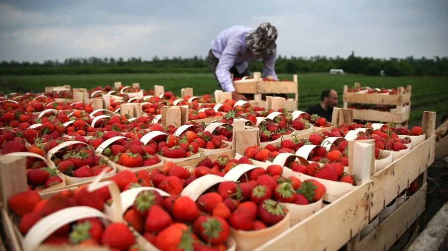 Німеччина продовжила дозвіл на в’їзд сезонних працівників