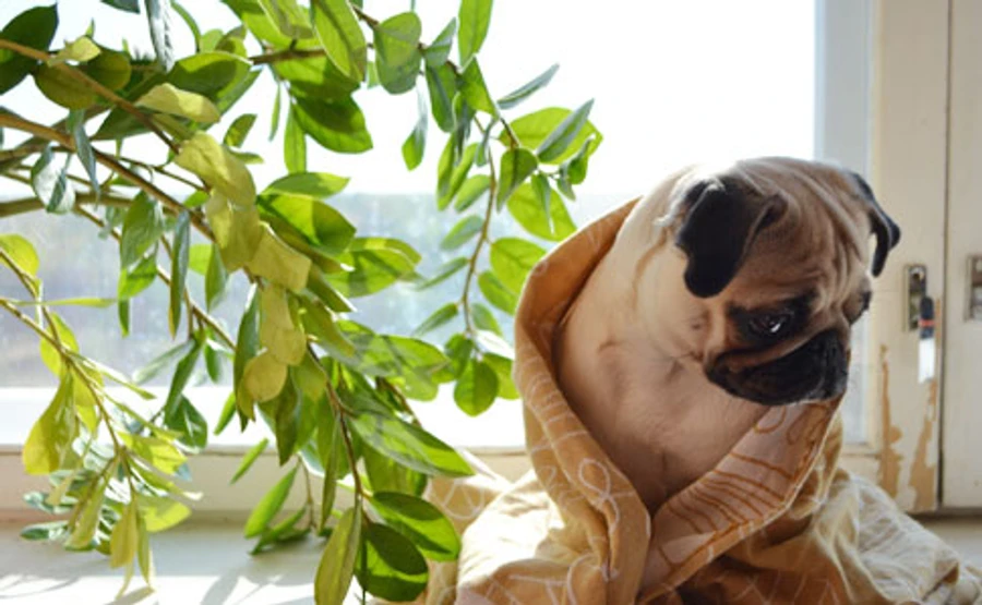 Прохолода в Україні затримається. Коли чекати літнього потепління