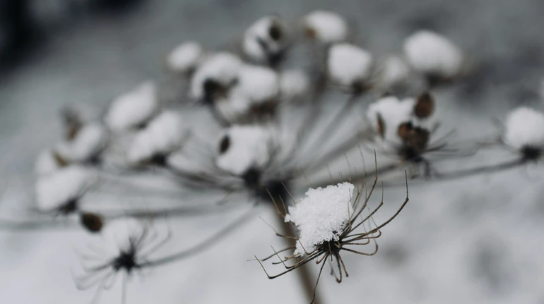 На вихідні синоптики обіцяють українцям сніг і морозець