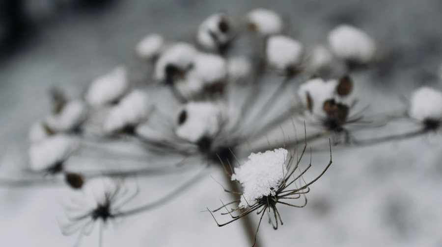 Forecasters promise Ukrainians snow and frost for the weekend