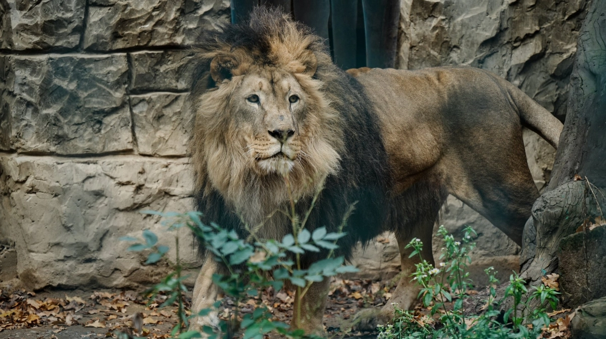Russian guided bomb hits eco-park near Kharkiv, injuring volunteer and lions and killing many birds