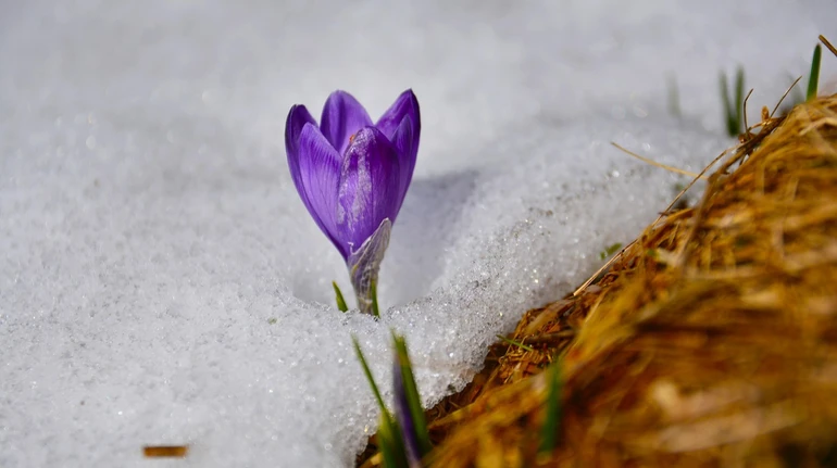 В Україні прогнозують до 18° тепла