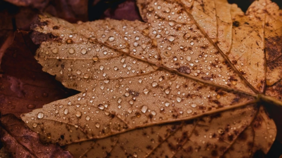 Прогноз на первые дни ноября: в пятницу сильный ветер, в субботу будет дождливо