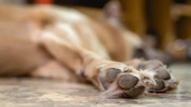 На Львовщине мужчина застрелил пса, потому что тот бросился на овцу: полиция расследует жестокое обращение