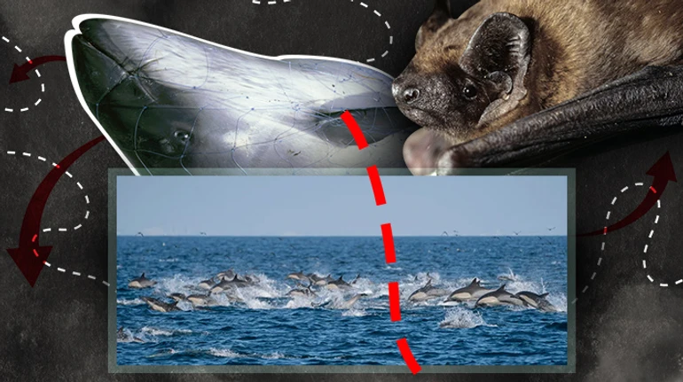 Им не известны границы. Как война влияет на жизнь вечных путешественников – дельфинов и летучих мышей