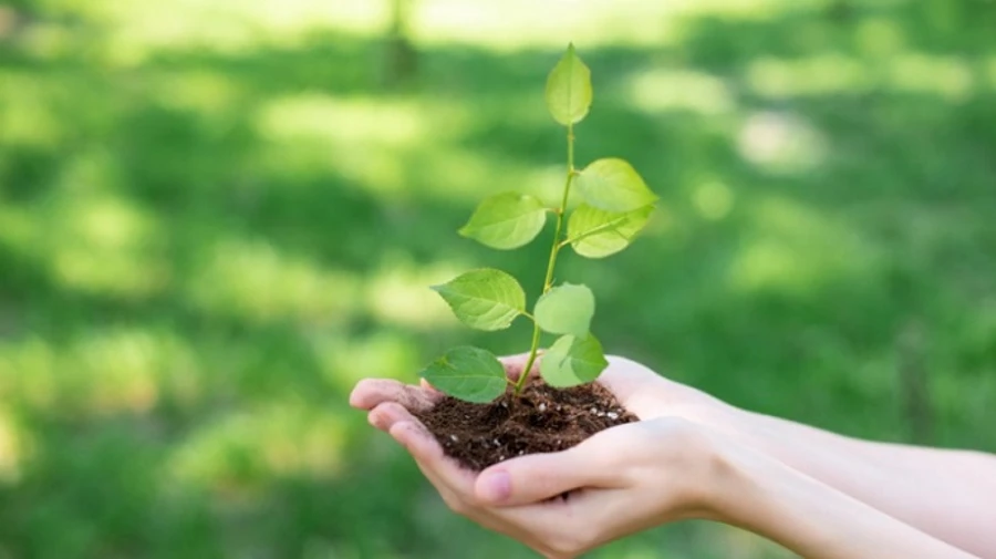 Британия втрое увеличит посадку деревьев для борьбы с изменением климата