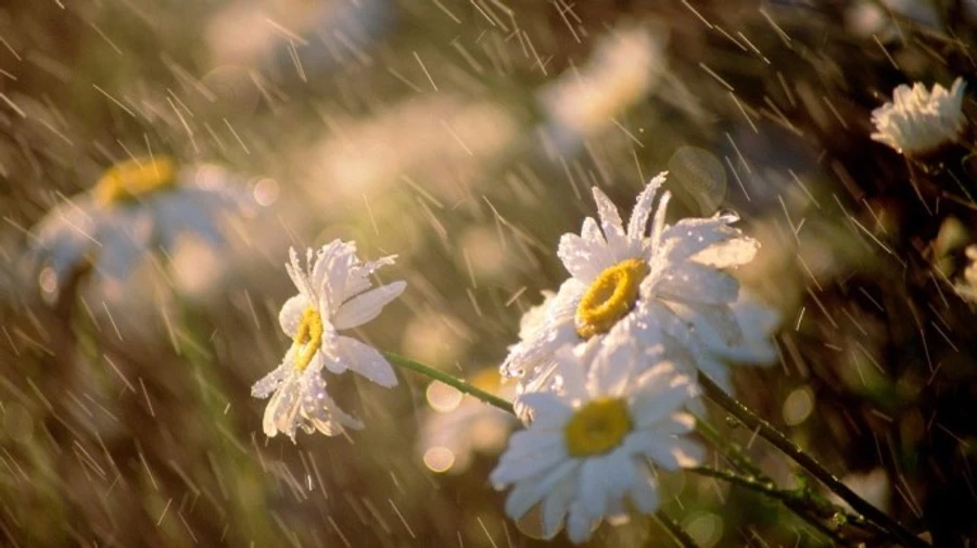 У День Конституції Україну накриють дощі з грозами та шквалами