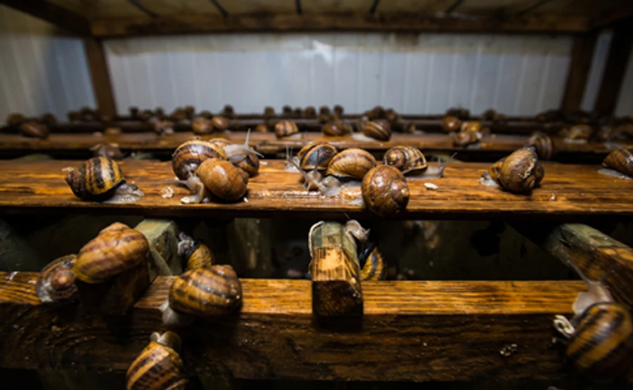 Україна наростила експорт равликів до ЄС