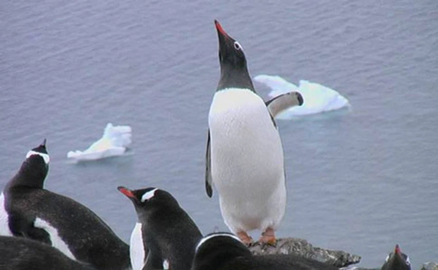 В Антарктиде партия Зеленского не победила