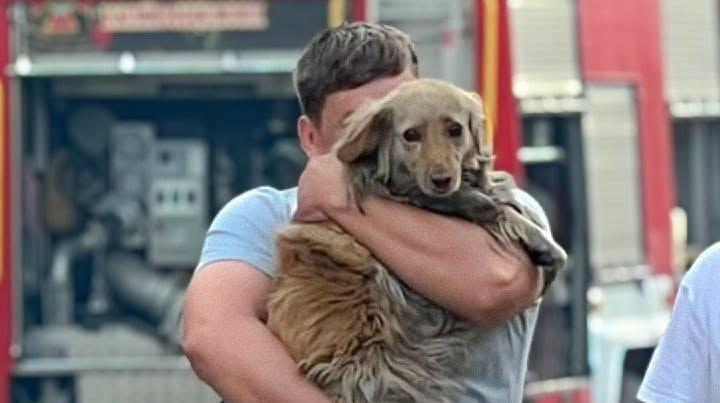 Blackened by soot but alive: man finds dog after day-long search following Russian strike on Kyiv Oblast