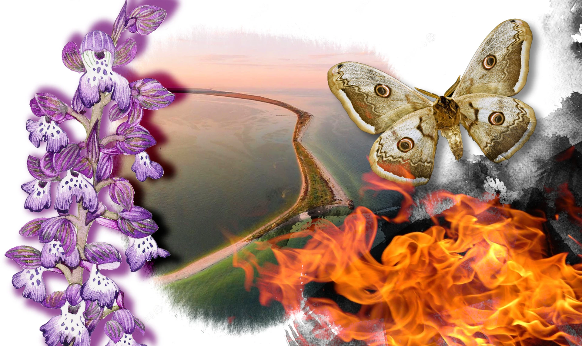 Мільйон диких орхідей та вирій для птахів. Що війна робить із Кінбурнською косою