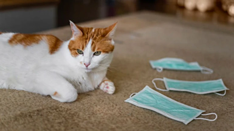 COVID-19 у домашних питомцев: опасность, симптомы и можно ли заразиться