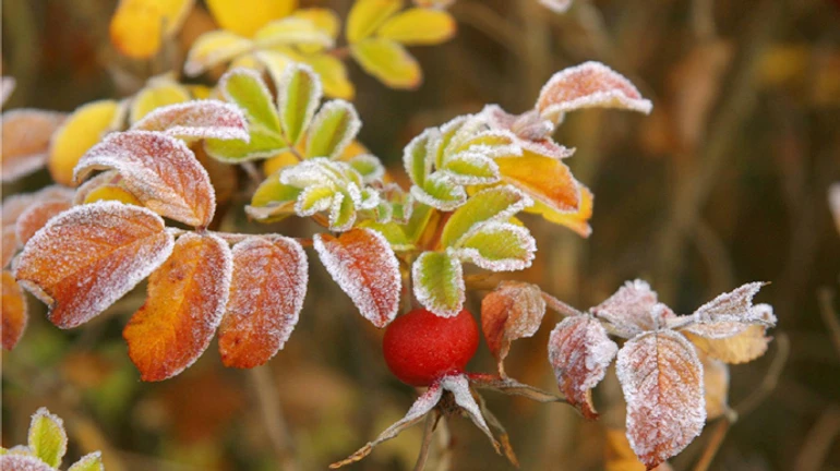 В Украину идут заморозки и мокрый снег 
