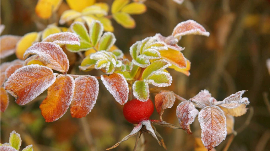 В Украину идут заморозки и мокрый снег 