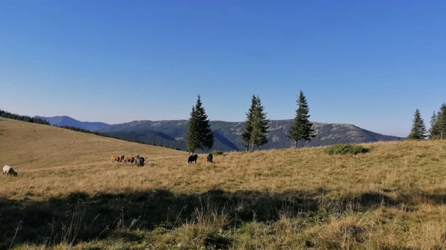 Умеренная жара, местами грозы - чего ждать от четверга