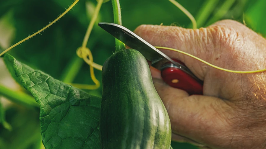 В Польше украинские огурцы выдавали за местные, чтобы привлечь патриотичных покупателей