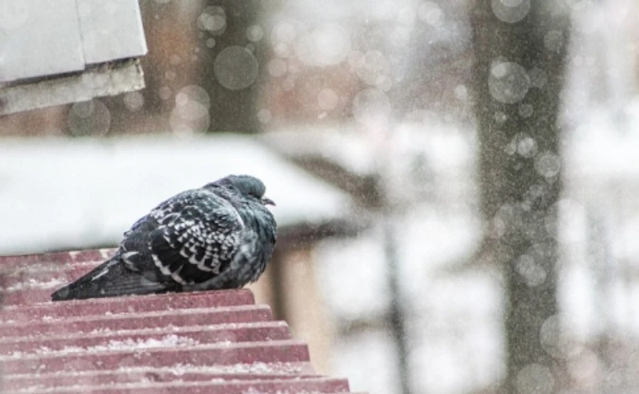 Синоптики обіцяють повернення снігу