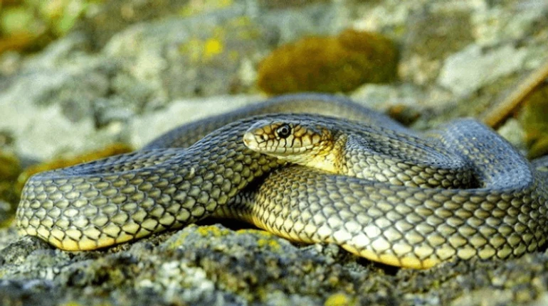 Ядовитые и не только. Узнаете ли вы змей, которые водятся на территории Украины? ТЕСТ