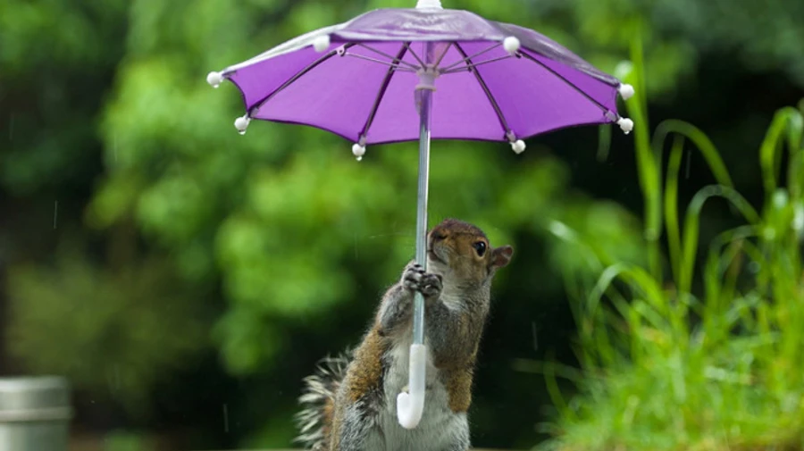 В Україні ймовірні дощі та мокрий сніг