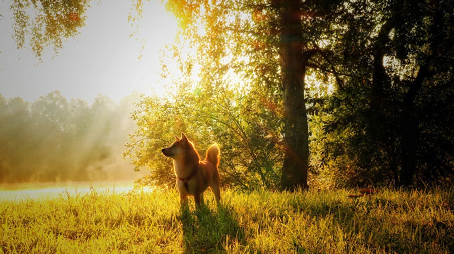 Дощі посунуть на схід країни, а на заході – сонячно