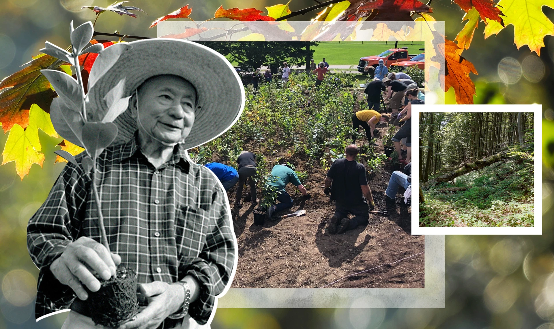 Легенда про Міявакі. Як в Україні посадити мільярд дерев по-японськи