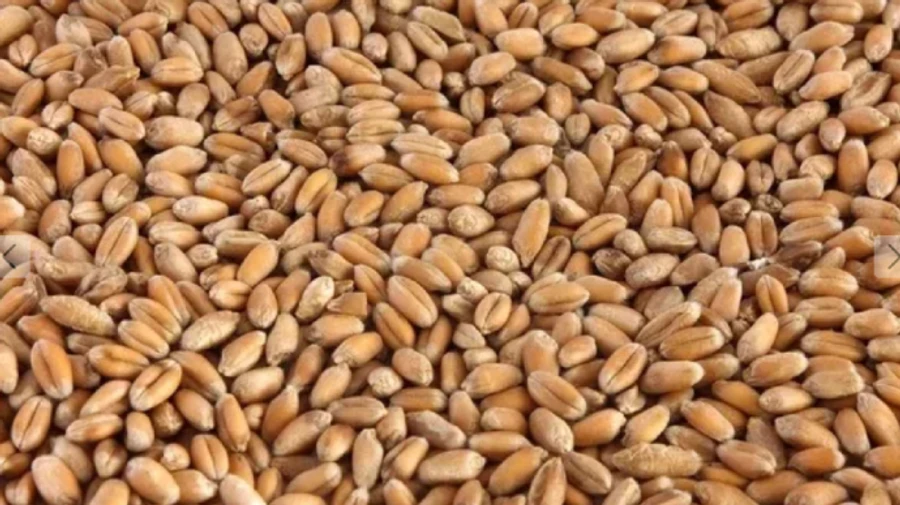 Russians keep stealing Ukrainian grain