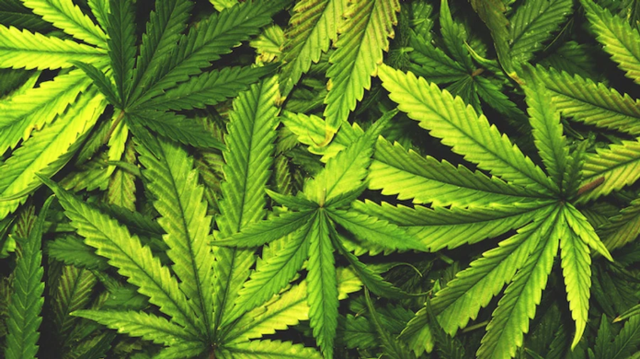 У Німеччині почали державну торгівлю медичною коноплею в аптеках