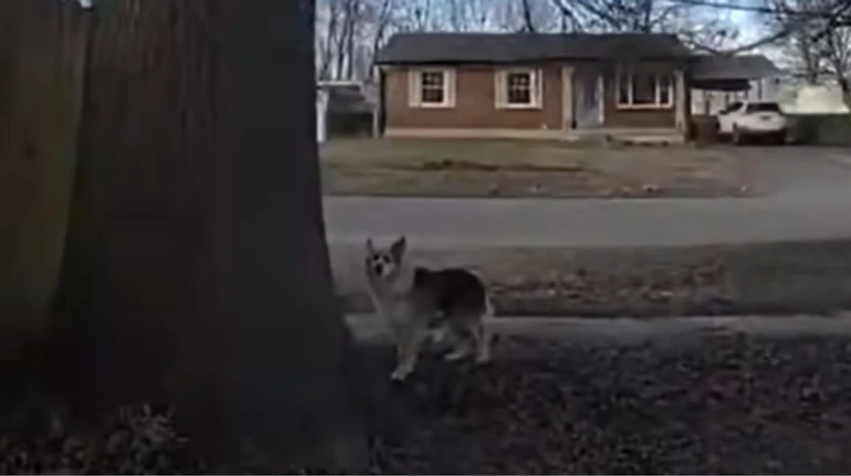 У США зник 3-річний хлопчик: поліція шукала його з повітря, але врятувати дитину допоміг сусідський пес