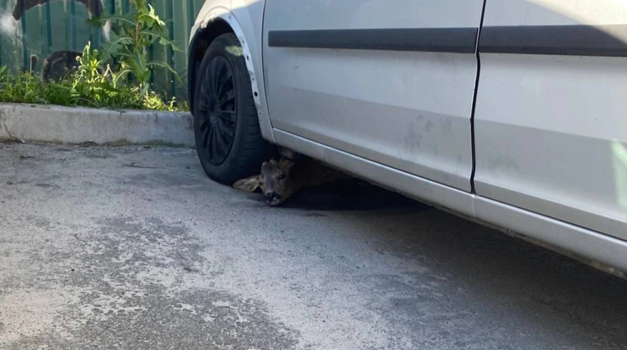 Roe deer seriously injured after getting stuck under car in panic during Russian attack on Kyiv – photos