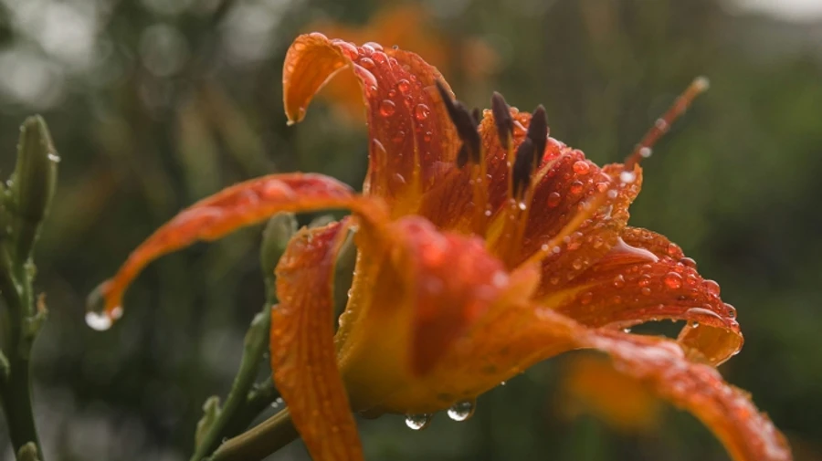В Украине будет дождливо, но тепло