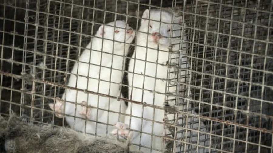 Мутація коронавірусу у норок в Данії може викликати нову пандемію — вчені