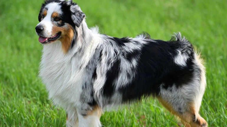 Грифоны, фараоны и шнауцеры: узнаете ли вы необычные породы собак? ТЕСТ