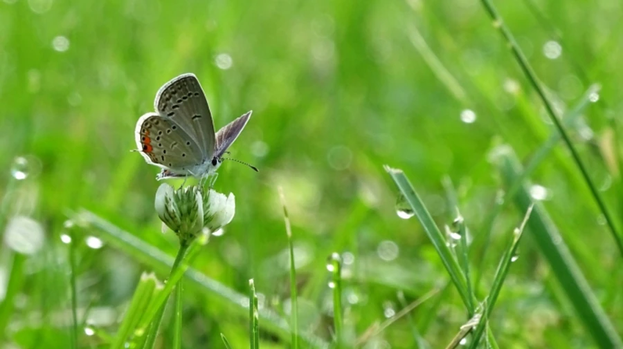 Синоптики обіцяють українцям теплу погоду з дощами