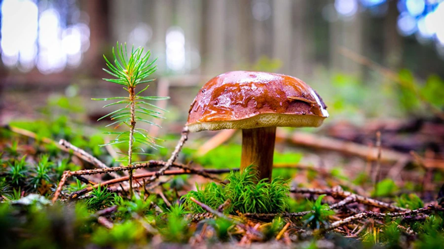 In Kharkiv Oblast, two mushroom pickers step on landmines