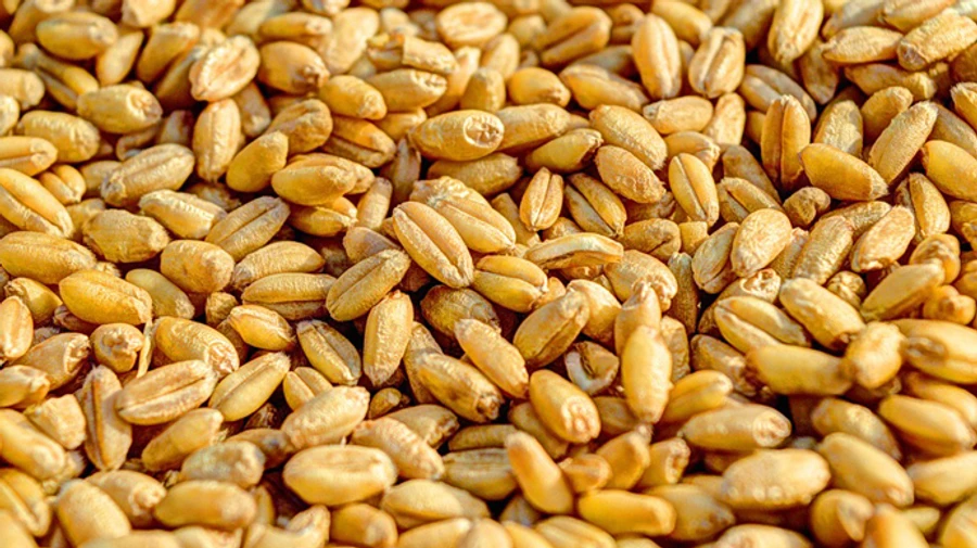 Collaborators from Melitopol send first train with stolen grain to Crimea