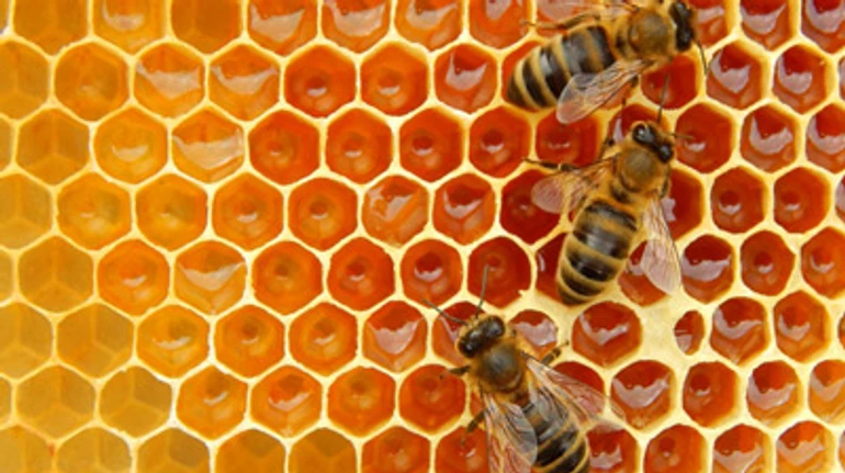 До 100 тонн меду за сезон. Як пасічник з Миколаївщини об'єднався з колегами, щоб продавати мед дорожче