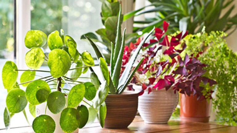 11 кімнатних рослин, які можуть бути отруйними для людей та тварин. ФОТО