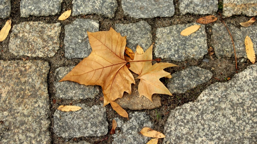 Останні дні листопада будуть прохолодними і переважно без опадів