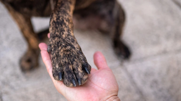 На Житомирщине девушка выстрелила в собаку из пневматической винтовки: видео выложила в соцсети