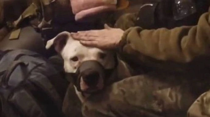 Exchange with Russia: Ukraine brings back pit bull terrier from Azovstal that was allegedly given to Kadyrov