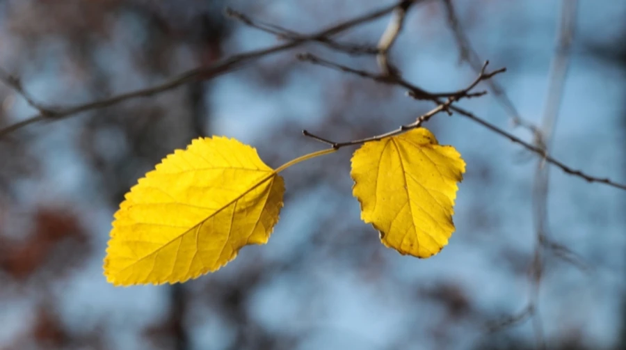 Початок жовтня принесе дощі та холод