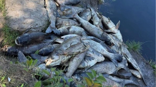 Мор риби на Київщині: в Адміністрації кажуть, що у водойми перекачували стічні води з колектора