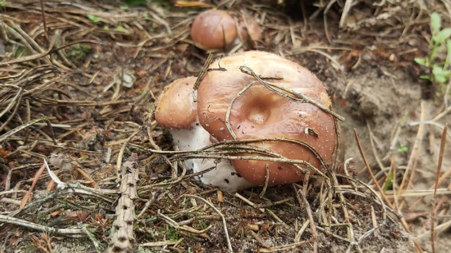 П'ятниця буде мінливою, на вихідних потеплішає
