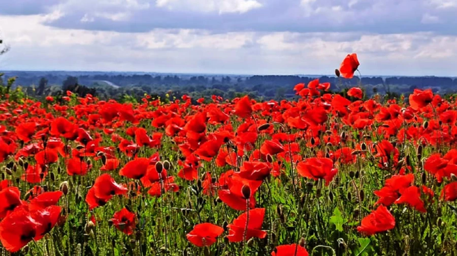 Жара до +39°, грозы лишь в одном регионе – прогноз