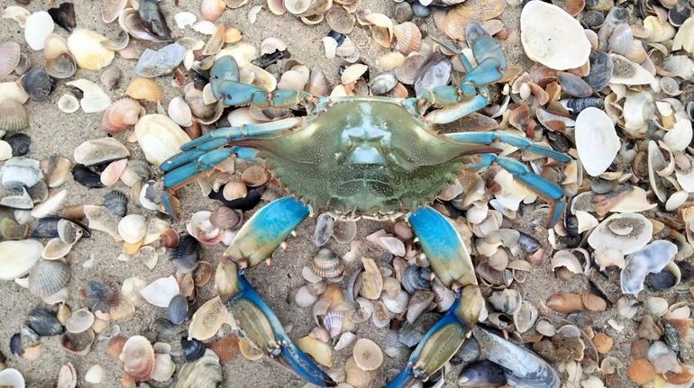 Родом з алтантичного узбережжя Америки: у Чорному морі виявили блатикних крабів