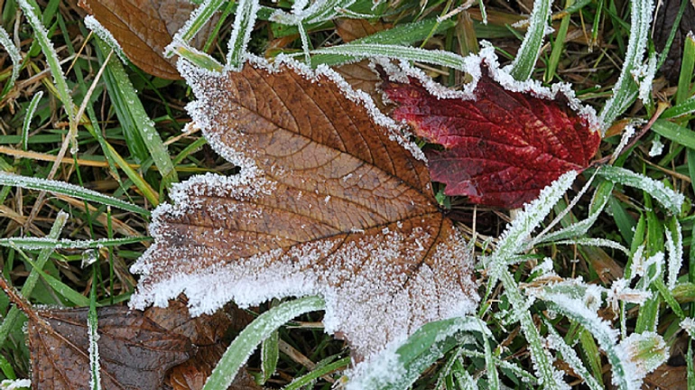 Заморозки в Украине ожидаются уже на следующей неделе