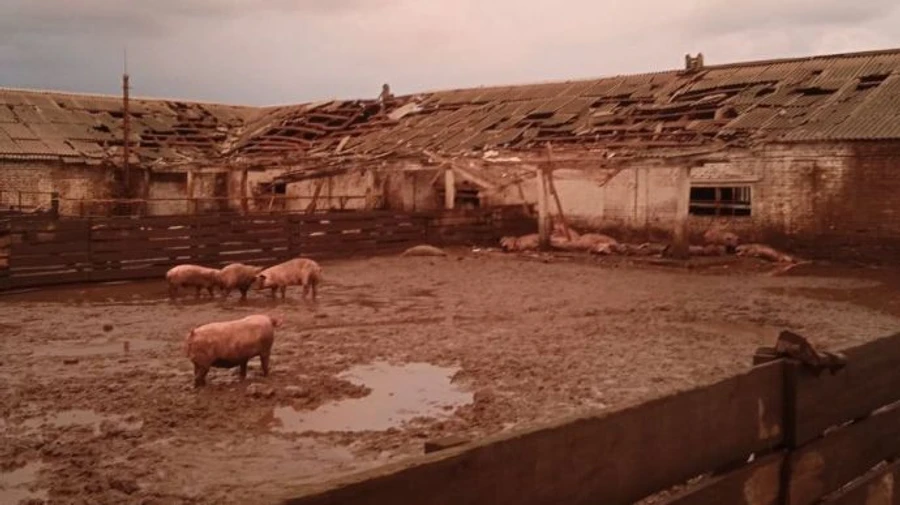 Sumy Oblast attacks: 1 civilian and around 100 farm animals killed